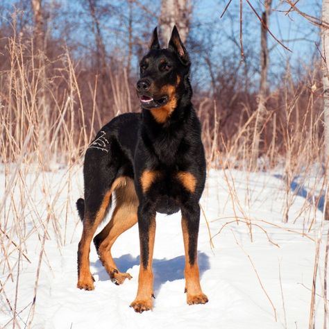 Beauceron Dog Harlequin, Beauceron Dog, Cute Baby Cow, Doberman Dogs, Pretty Dogs, Large Dog Breeds, Wolf Dog, Dog Photography, Happy Dogs