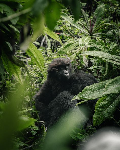 Just wrapped up an unforgettable gorilla trekking adventure in the heart of Africa! 🦍 Surrounded by these incredible primates, we laughed, bonded, and created memories that will last a lifetime. Who knew gorillas could be so charming? #GorillaTrekking 📍: Volcanoes National Park 🌍: Rwanda 🇷🇼 Gorilla safari, Gorilla trekking, wildlife safari/ Rwanda gorillas/ Savana nature. /traveler/monkeys / white colobus For Booking or inquiries : 📧info@primatesAfrica.rw 🪩www.primatesAfrica.rw 📲WhatsAp... Volcanoes National Park Rwanda, Gorilla Trekking, Volcano National Park, Wildlife Safari, Primates, Monkeys, In The Heart, Trekking, National Park