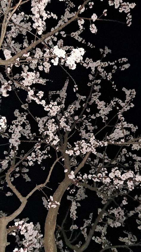 Cherry Blossom Art, Nothing But Flowers, Night Scenery, Iphone Wallpaper Photos, Apple Watch Wallpaper, Art Wallpaper Iphone, Vintage Poster Art, Dark Photography, Pastel Wallpaper