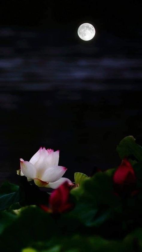 Beach Phone Wallpaper, Lotus Flower Wallpaper, Moonlight Photography, Color Splash Photography, Beautiful Scenery Pictures, Midnight Garden, Night Flowers, Love Animation Wallpaper, Lovely Flowers Wallpaper