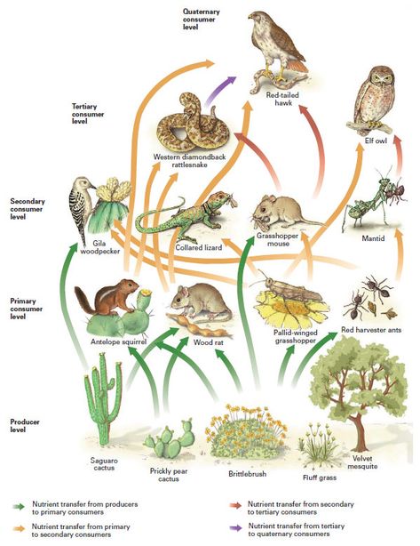 Desert Food Web Food Chains Anchor Chart, Food Webs Projects, Food Chain Diagram, Simple Food Chain, Food Chain Game, Science Food Chains, Food Chain Activities, Grassland Biome, Desert Food