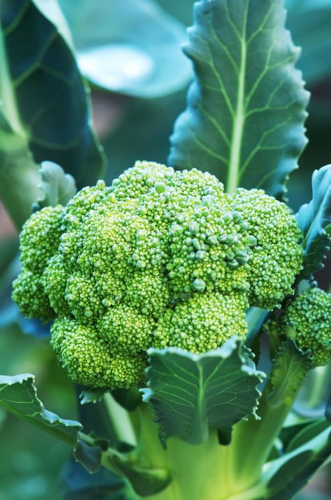 How to Grow Broccoli? How To Grow Broccoli, Grow Broccoli, Broccoli Plant, Growing Broccoli, Broccoli Benefits, Cabbage Worms, Broccoli Stems, Broccoli Seeds, Broccoli Sprouts