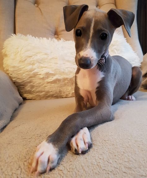 Mini Greyhound, Italian Grey Hound, Mini Italian Greyhound, Greyhound Dog, Miniature Italian Greyhound, Italian Gray Hounds, Italian Greyhound Photography, Italian Greyhound Aesthetic, Italian Greyhound Puppies