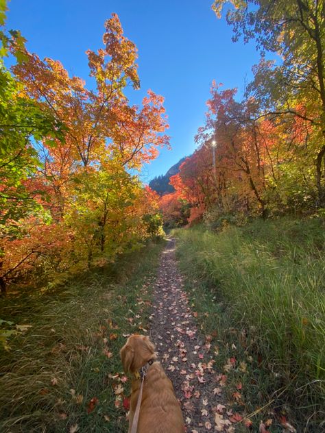 Vision Board Golden Retriever, Autumn Dog Walk Aesthetic, Walking Golden Retriever Aesthetic, Trail Walk Aesthetic, Golden Retriever Hiking, Autumn Hike Aesthetic, Fall Walk Aesthetic, Fall Hike Aesthetic, Holiday Esthetics