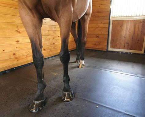 Horse Stall Floor, Horse Stall Mats, Stall Mats Horse, Stall Cleaning, Stall Flooring, Home Gym Flooring, Healthy Horses, Horse Stall, Horse Stalls