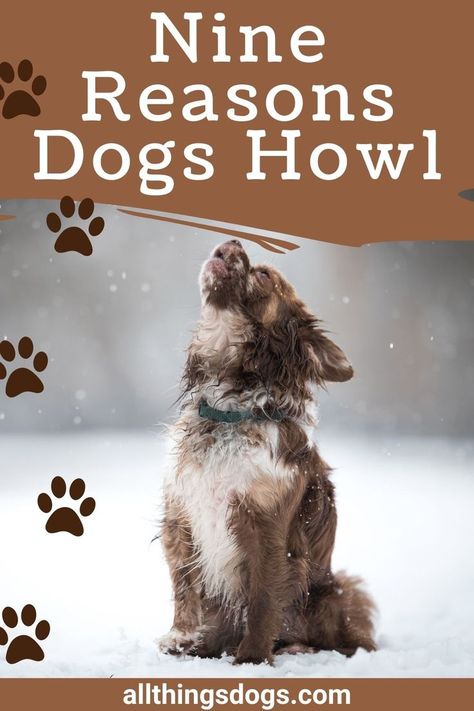 Having a howling hound can be frustrating but it can help if you understand why they are howling. All Things Dog have found nine reasons dogs howl and what you can do about it. See some details on why dogs howl at various things like sirens, music, the moon, at night, when you howl, at fire trucks, when babies cry, at trains and at squeaky toys. Dogs can howl at many things and understanding why they do can help you better understand your pup. Get all the details in our full article here. Dogs Howling, Moon At Night, Dog Crying, Crying At Night, Dog Body Language, Howl At The Moon, Loud Noises, Baby Crying, Dog Behavior