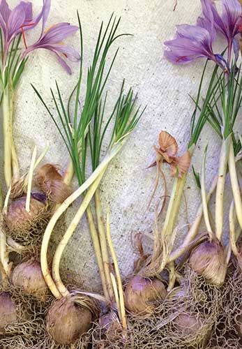 In addition to producing saffron, C. sativus also produces saleable corms, which are sometimes more lucrative than the spice. English photo Growing Saffron, English Photo, Crocus Sativus, Saffron Crocus, University Of Vermont, Saffron Flower, Golden Harvest, Gothic Garden, Top Soil