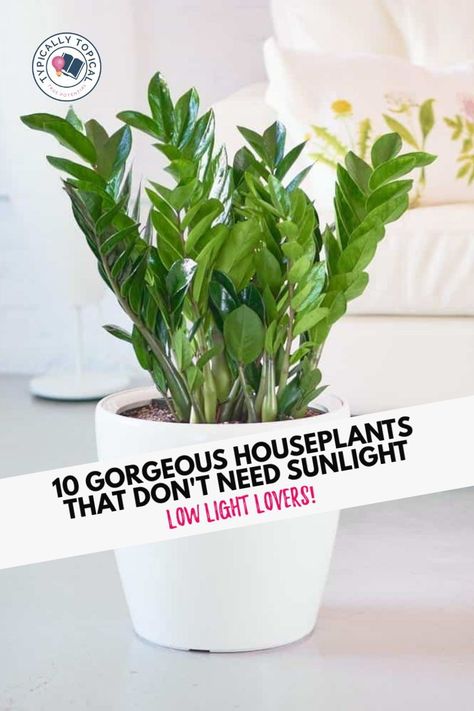 Plants In Baskets Indoor, Inside House Plants, Houseplants Safe For Cats, Home With Plants, Plants In Baskets, Low Light House Plants, Easy House Plants, Shadow Plants, Bring Nature Indoors