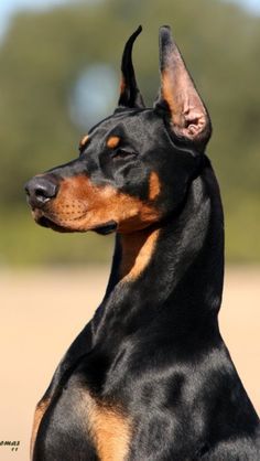 Perro Doberman Pinscher, Dog Doberman, Regnul Animal, Doberman Pinscher Dog, Scary Dogs, Doberman Puppy, Doberman Dogs, Red Baby, Guard Dogs