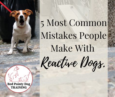 Leash Reactive Dog Training, Reactive Dog Training, Brain Games For Dogs, Animal Lessons, Puppy Barking, Dog Bark, Reactive Dog, Dog Training Advice, Dog Varieties