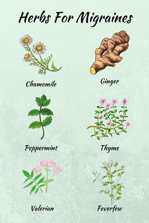 Learn more about herbs for migraines Herbs For Migraines, Menaposal Herbs, Medicinal Plants Aesthetic, Herbs For Headaches, Medicinal Herbs Remedies, Herbal Tea Garden, Tea Blends Recipes, Herbal Remedies Recipes, Medical Herbs