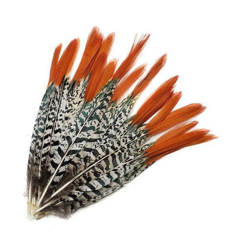 Orange Tips Lady Amherst Pheasant Feathers 5 Pieces | Etsy Feather Mobile, Flea And Tick Spray, Burnt Orange Top, Craft Halloween, Feather Wedding, Fall Thanksgiving Decor, Pheasant Feathers, Card Board, Feather Headdress