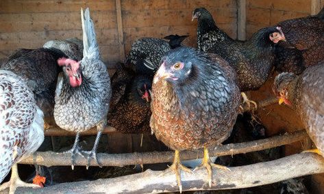 19 causes of stress in chickens and how to reduce it in your flock. - Cluckin Swedish Flower Hen, Chicken Perches, Urban Chicken Farming, Chicken Roost, Bantam Chickens, Blue Chicken, Silkie Chickens, Coop Design, Chicken Coop Designs