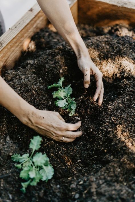 Gardening Aesthetic, Gardening Photography, Dirty Hands, Salad Greens, Aesthetic Garden, Travel Patches, Veg Garden, Garden Cafe, Garden Photography