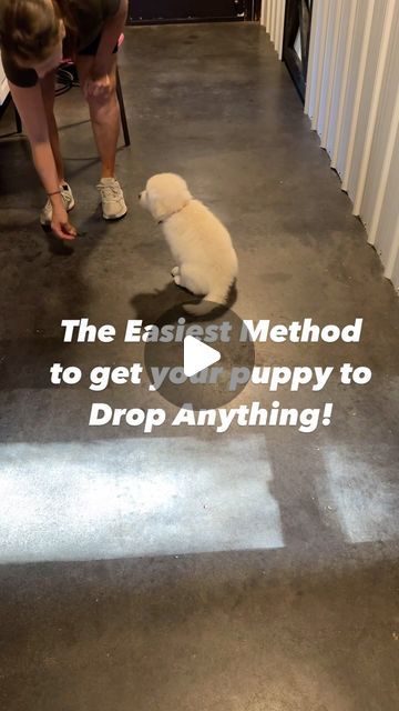 Kim Paciotti Puppy Training Specialist CPDT-KA on Instagram: "➡️This behavior is taught with operant conditioning. The puppy has learned to voluntarily perform the “drop it” behavior to receive the reward. 

✅The reason that this works all of the time is there is a bit of classical conditioning mixed in. 

➡️The association of hearing the cue “drop it” has been paired with a reward. The puppy learns what is coming before they do the action. 

Here is how to teach:

1️⃣. You will be associating the word “drop it” first with the a reward. The word will become associated with a treat. Use something small like their kibble. 
2️⃣. You are simply going to say “drop it” FIRST and then you drop a treat on the floor where your puppy will quickly find it. If you need to show him where it is do so. Treats For Puppies Training, Treats For Puppies, Training Specialist, Working Dog Breeds, Classical Conditioning, Word Drop, Therapy Dog Training, Operant Conditioning, Doodle Puppy