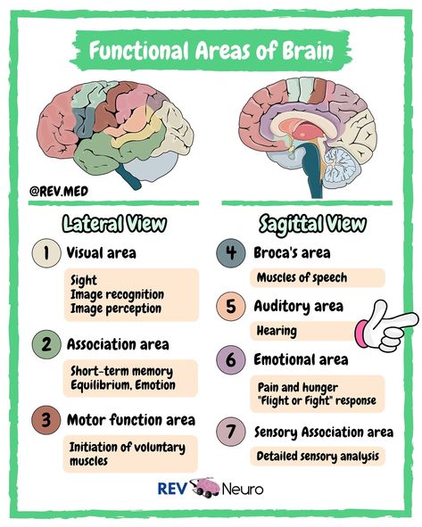 Use your brain with the questions on the last slide and comment your answers below! 🧠⤵️ Functional Areas of the Brain and lot more coming your way if you follow the page here 👉🏼 @rev.neuro See Neuroanatomy content in your feed! ✅ Overview Cerebral cortex is a sheet of neural tissue that is outermost to the cerebrum of the mammalian brain. The cortex has been divided into four lobes using certain consistently present sulci as landmarks. These lobes are named after the overlying cranial bo... Brain Diagram Psychology, Brain Diagram, Neurological System, Cerebral Cortex, Nursing School Essential, Short Term Memory, Nursing Study, Anatomy And Physiology, Brain