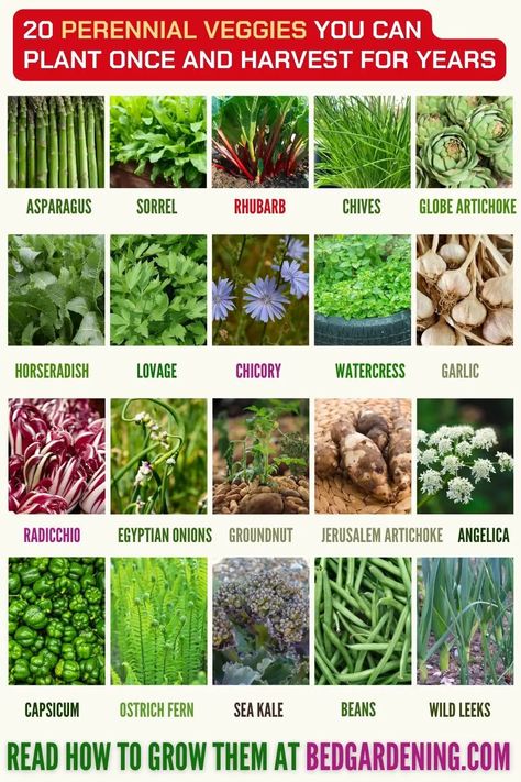 Food Forest Garden, Small Vegetable Gardens, Perennial Vegetables, Permaculture Gardening, Gardening Hacks, Garden Veggies, Veg Garden, Diy Gardening, Home Vegetable Garden