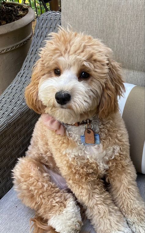 Another cute photo of Baileys! Apricot Mini Goldendoodle, Small Goldendoodle, German Shepherd Poodle Mix, Miniature Goldendoodle, Goldendoodle Miniature, Cute Puppy Names, Golden Doodles, Puppy Grooming, Bernedoodle Puppy