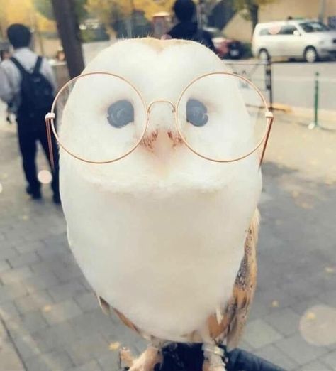 Owl With Glasses, Regnul Animal, Baby Animals Pictures, Super Cute Animals, Pretty Animals, Cute Animals Images, Baby Animals Funny, Silly Animals