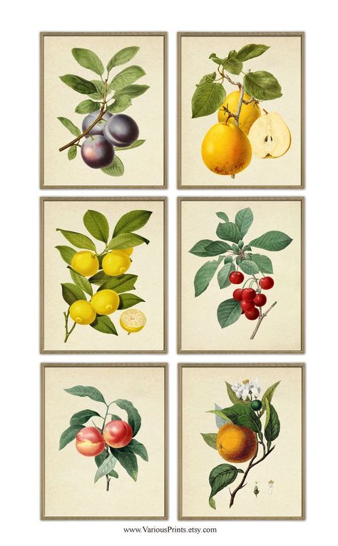 Citrus Illustration, Orange Wall Art, Illustration Botanique, Botanical Print Set, Fine Art Giclee Prints, Orange Walls, Antique Illustration, Stretched Canvas Wall Art, Large Artwork