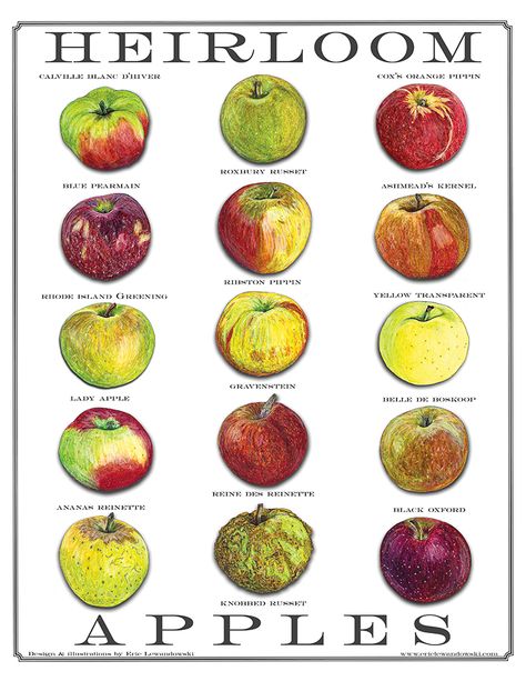 Heirloom Apples Poster This heirloom apple poster celebrates heritage apples and their unique attributes. Orchard Planning, Heirloom Apples, Apple Dapple, Apple Poster, Vintage Fruit Crate Label, Apple Types, Fruit Crate Label, Latest Obsession, Food Infographic