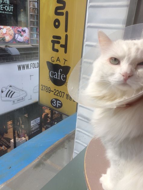 Korea Cat Cafe, Cat Cafe Korea, Cat Cafe Aesthetic, Korea Photo Ideas, Traveling To Korea, Cafe Korea, Cafe Seoul, Trip To Korea, Korea Photo