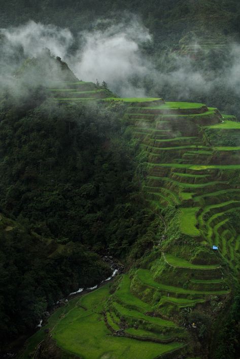 2000-3000 years ago in the Philippine Cordillera Region, terraces were built to maximize farming space in mountainous regions, and to prevent erosion. These terraces are ancient, rambling, man-made structures whose walls are made of compacted earth and stones. They’re up to 7m/23ft high and were carved by hand out of whole mountainsides on slopes of up to 70%. These unique structures were recognized by UNESCO and inscribed as a World Heritage Site in 1995. Rizal Province, Terrace Farming, Rice Terraces Philippines Drawing, Ifugao Rice Terraces, Terraced Rice Fields, Historical Sites In The Philippines, Rice Terraces, Unesco World Heritage Site, World Heritage Sites