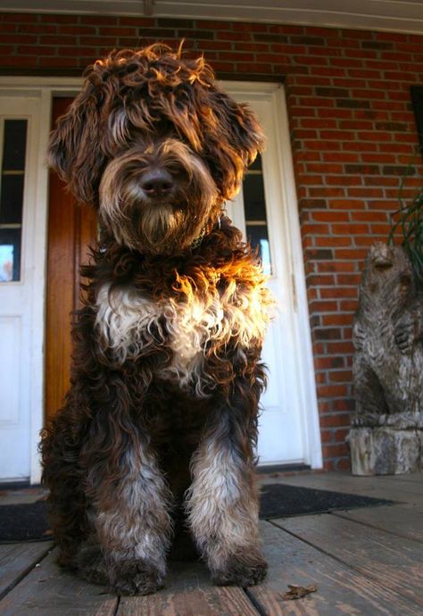 The  phantom color pattern, from FountainFalls Goldendoodles in Upstate SC. Annie is due to have pups in March 2015. Phantom Goldendoodle, Chocolate Goldendoodle, Goldendoodle Grooming, Puppy Cut, Pumpkin Dog Treats, Cutest Dogs, Cat Care Tips, Goldendoodle Puppy, Doodle Dog