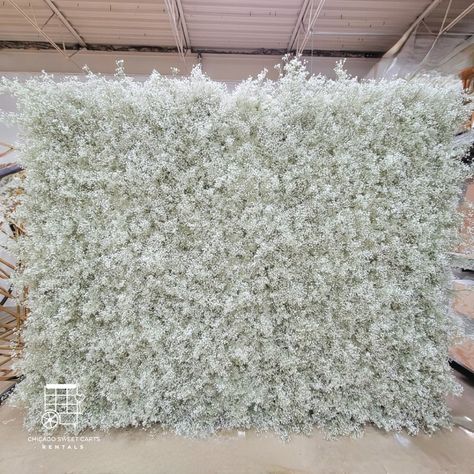 Baby Breath Flower Wall Baby Breath Backdrop, Baby Breath Arch, Luv Bridal, Baby Breath Flower, Flower Wall Rental, Blue Flower Arrangements, Chicago Baby, Gypsophila Wedding, Birthday 24