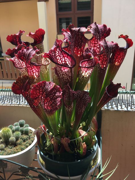 Carnivorous Plants Aesthetic, Carnivorous Plants Terrarium, Bog Plants, Bog Garden, Goth Garden, Rare Orchids, Gothic Garden, Pitcher Plant, Garden Terrarium