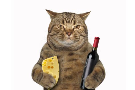 As you are preparing a wonderfully fragrant dinner of cheese and crackers, a piece of gouda falls on the floor, oh no! You might be … Best Cat Food, Cat Personalities, Funny Cat Wallpaper, Dream's Cat, Older Cats, Cat Stock, Healthy Cat, Cat Artwork, Cat Feeding