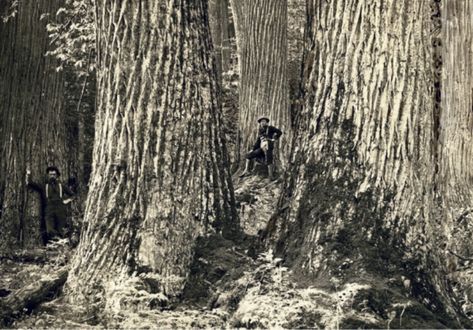 Appalachian People, Tree Story, American Chestnut, Hollow Tree, Sycamore Tree, Chestnut Trees, Giant Tree, Plant Science, Old Trees