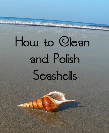 handy Cleaning Painted Walls, Seashell Projects, Art Coquillage, Deep Cleaning Tips, Seashell Art, Beach Crafts, Seashell Crafts, Shell Art, Shell Crafts