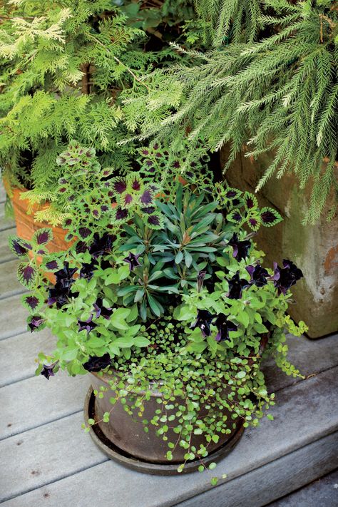 Fall Container Gardening, Shade Plants Container, Wire Vine, Fall Container Gardens, Fall Containers, Lenten Rose, Creeping Jenny, Container Gardening Flowers, Shady Lady