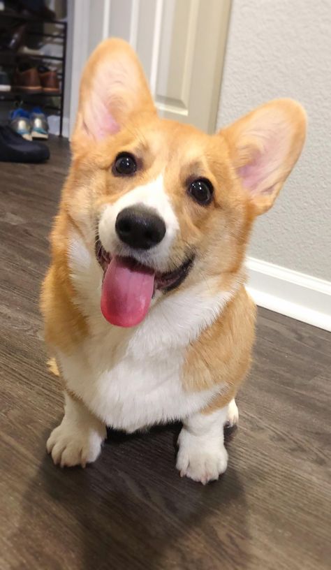 #corgisofinstagram #corgistagram #corgigram #corgilove #corgis #corgicommunity #corgisofinsta #corgioftheday #corgifeature #corgisoftheworld #corgilife #corgiplanet #corgisoninstagram #corgisrule #corgilovers #corgigram_ #corgisonfleek #corgiworld_feature #corgination #corgisoftheweek #corgisareawesome #corgiaddict #corgisarethebest #corgifever #corgislife #corgiworld_feature #corgiworldig #corgibutts #corgisquad #corgisonpoint Corgi Astethic, Corgi Mix Breeds, Dog Smiling, Corgi Cute, Corgi Smile, Smiling Dog, English Dogs, Dog Corgi, Cute Corgi Puppy