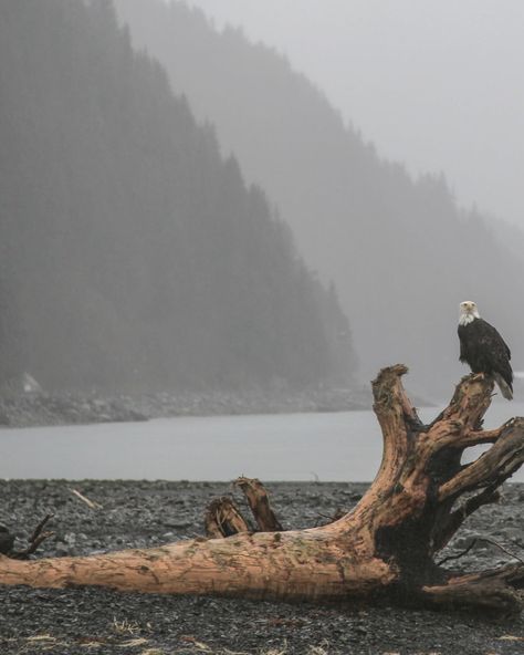 Alaska Wildlife Conservation Center, Alaskan Aesthetic, Alaska Aesthetic Summer, Alaska Background, Northwestern Gothic, Gray Vibe, Alaska Aesthetic, Alaska Life, Kodiak Alaska