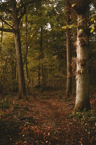 Greenish Brown Aesthetic Wallpaper, Mint Green And Brown Aesthetic, Green And Hazel Aesthetic, Brown And Green Aesthetic Vintage, Hazel Green Aesthetic, Hazel Color Aesthetic, Brown Nature Aesthetic, Green Fall Aesthetic, Green And Brown Wallpaper