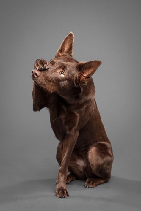 Kelpie Dog, Australian Kelpie Dog, Australian Kelpie, Australian Cattle Dogs, Bear Dog, Dog Photo, Pet Photography, Cattle Dog, Bulldog Puppies