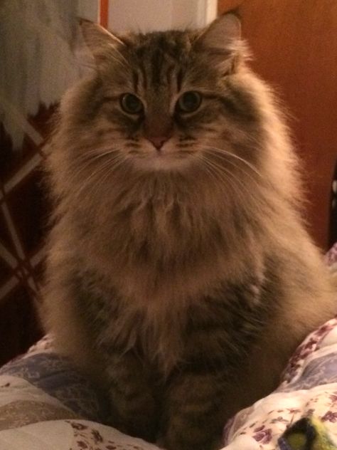 Cute Cat Icon, Profile Cute, Siberian Forest Cat, Cat Profile, Söt Katt, Siberian Cat, Gorgeous Cats, Forest Cat, Norwegian Forest Cat