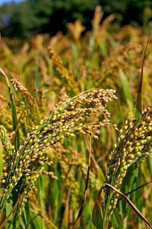 Millet Plant, How To Cook Millet, Agriculture Pictures, Edible Seeds, Home Grown Vegetables, Ancient Grains, Sustainable Agriculture, Sustainable Farming, Botanical Beauty