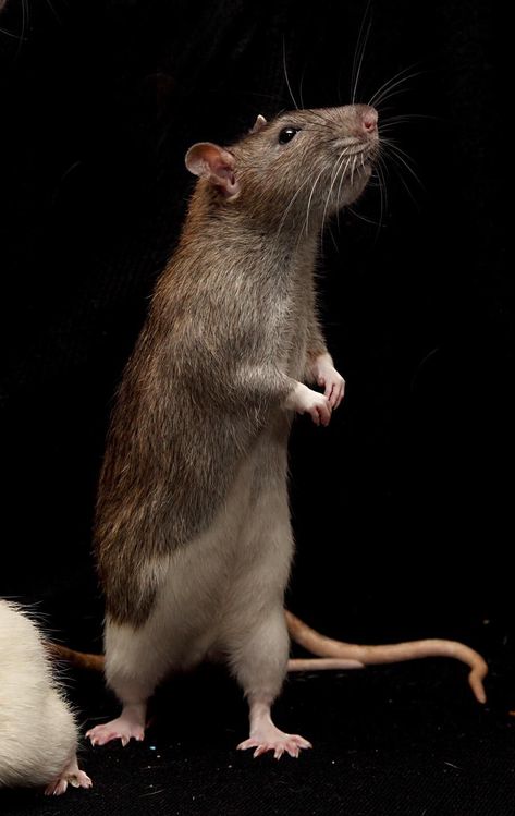 stand rat stock by NickiStock on DeviantArt Rattus Rattus, Brown Rat, Dog Portraits Art, Fancy Rat, Cute Rats, Rat Terriers, A Rat, Animal Reference, Pet Rats