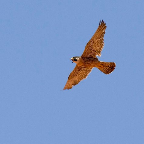 What is the fastest bird in the world? How fast can it fly? Probably faster than you think. Bird Flying Front View, Bird Taking Flight, Hawk In Flight, Fastest Bird, Birds Flying In Formation, Flightless Bird, Peregrine Falcon, Beautiful Birds, Thinking Of You