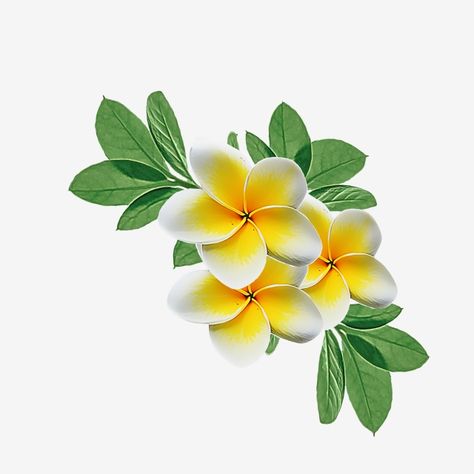 Ketaki Flower, Yellow Flowers Png, White And Yellow Flowers, Png Flower, Png Flowers, Yellow Flower, Flowers Png, Frame Floral, Pink Spring Flowers