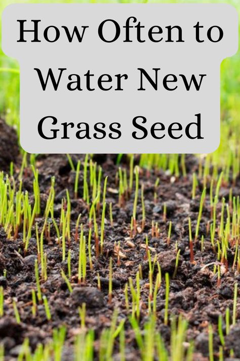 how often to water new grass seed Best Grass Seed Lawn, Grow Grass Fast, How To Plant Grass, Growing Grass From Seed, Common Lawn Weeds, Planting Grass Seed, Best Grass Seed, Lawn Care Schedule, Planting Grass