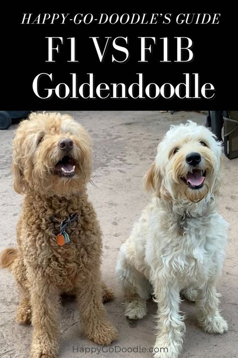 F1 Goldendoodle and F1B Goldendoodle sitting beside each other with the title Happy-Go-Doodle's Guide: The F! VS F1B Goldendoodle Red Goldendoodle, Goldendoodle Grooming, F1b Goldendoodle, Goldendoodle Mom, Australian Labradoodle, You Doodle, Goldendoodle Puppy, Doodle Dog, Purebred Dogs