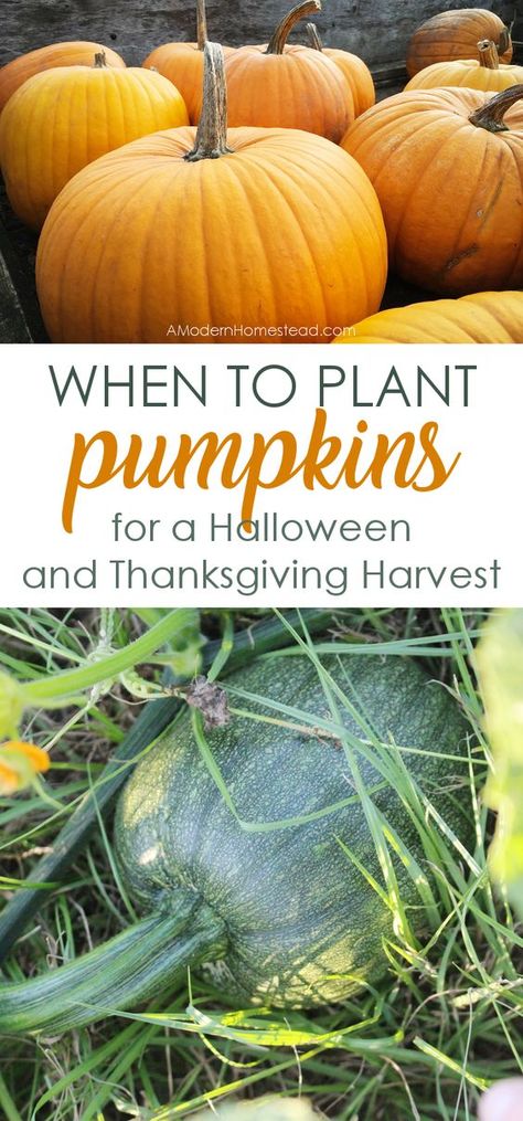 Dreaming of homegrown pumpkins for Halloween and Thanksgiving? Find out when to plant pumpkins for the perfect fall harvest! Plant Pumpkins, When To Plant Pumpkins, Pumpkins For Halloween, Planting Pumpkins, Pumpkin Garden, When To Plant, Growing Pumpkins, Garden Veggies, Home Vegetable Garden