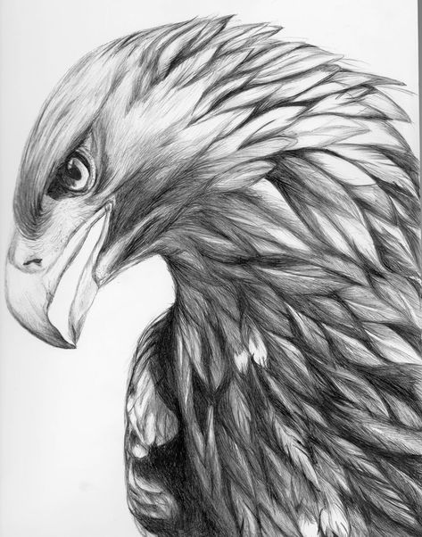 Drawing Dragon, Vogel Tattoo, Eagle Drawing, Tattoo Zeichnungen, Eagle Tattoos, Eagle Art, Eagle Tattoo, Desenho Tattoo, Pencil Art Drawings