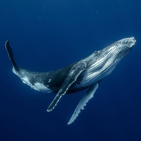 How whales sing underwater Whale Pictures, Baleen Whales, Whale Song, Whale Tattoos, Whale Art, Water Animals, Ocean Wallpaper, Whale Shark, Humpback Whale