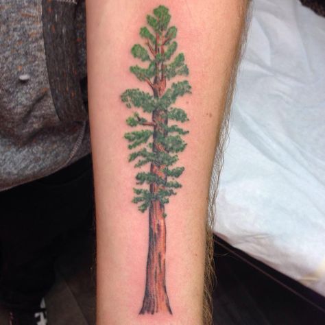 Redwood Tattoo By Russell Fortier at Lucky 7 Tattoo Tahoe Redwood Tree Tattoo, Tree Tattoos For Women, Tree Back Tattoo, Tree Tattoo Arm Sleeve, Redwood Tattoo, Tree Tattoo Ankle, Leather Burning, Tree Tattoo Arm, Tree Tattoo Back