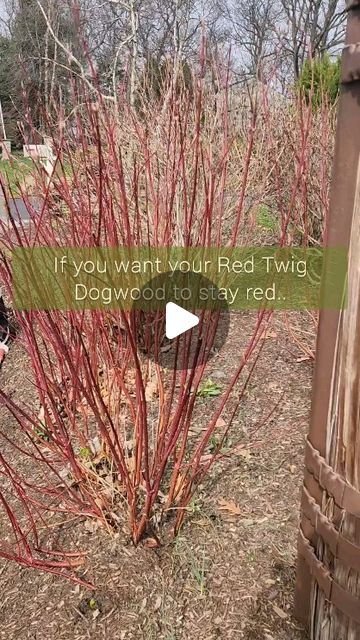 Erin Koberle on Instagram: "Red Twig Dogwood are not going to perform for you if you don't cut them way back every spring. If they've been overgrown for a long time and they have a few really thick trunks at the base, it may take a couple of seasons to look full and attractive again. Prune them like this regardless, and they'll get better each year.   #redtwigdogwood #gardener #pruningseason #dormantpruning #gardenerslife" Red Twig Dogwood Crafts, Dogwood Bush, Red Twig Dogwood, Twig Dogwood, Get Better, Hedges, Ants, A Couple, To Look